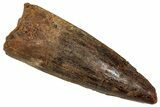 Fossil Spinosaurus Tooth - Real Dinosaur Tooth #353070-1